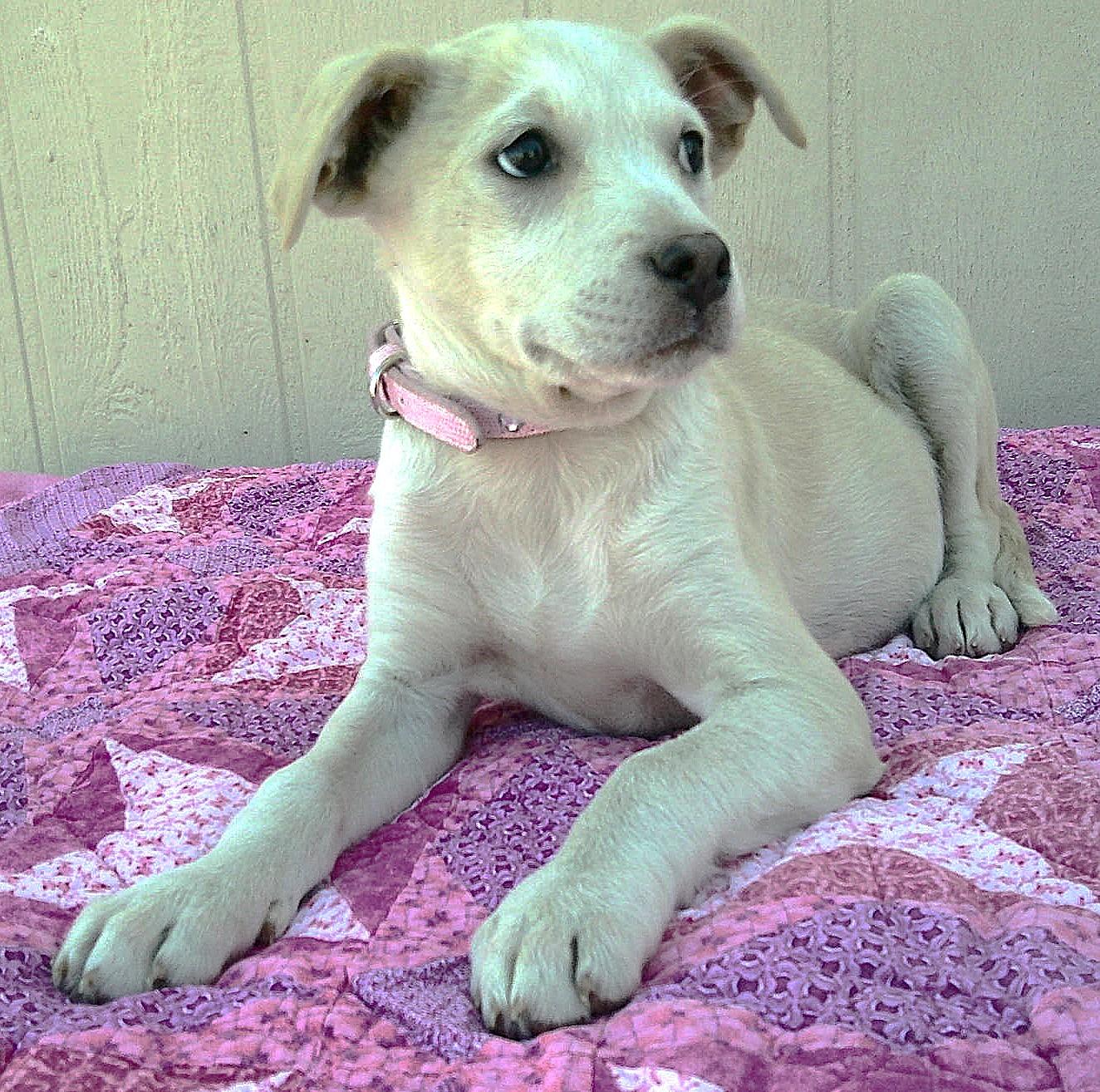 Emily, ADOPTABLE, Puppy Female Boston Terrier.