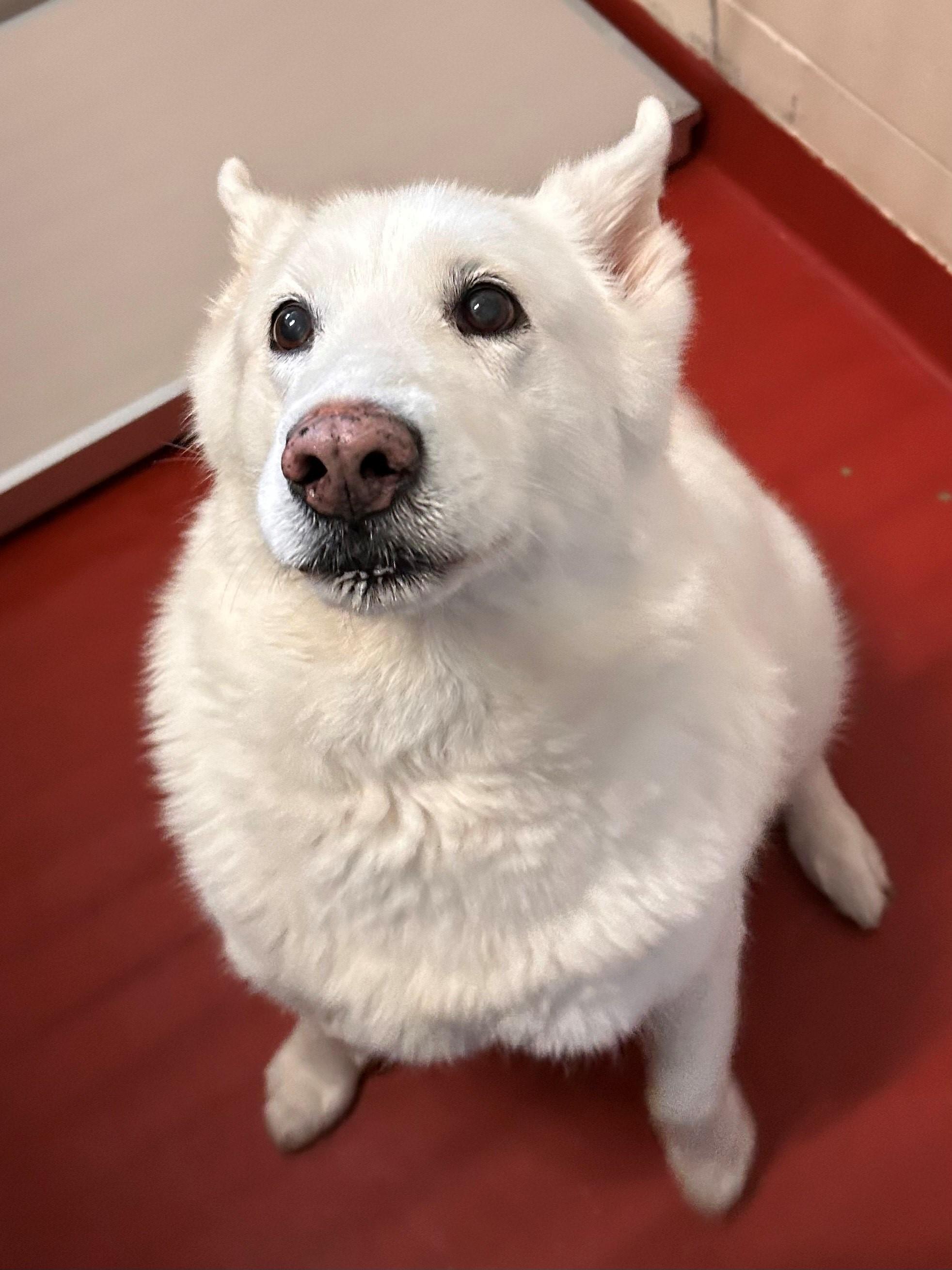 Willow, Adult Female Husky