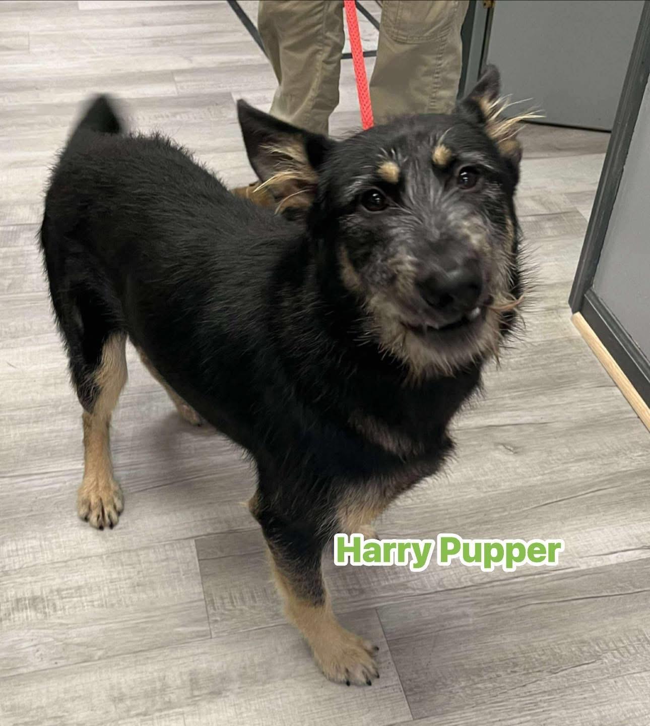 Harry Puppers thumbnail 2