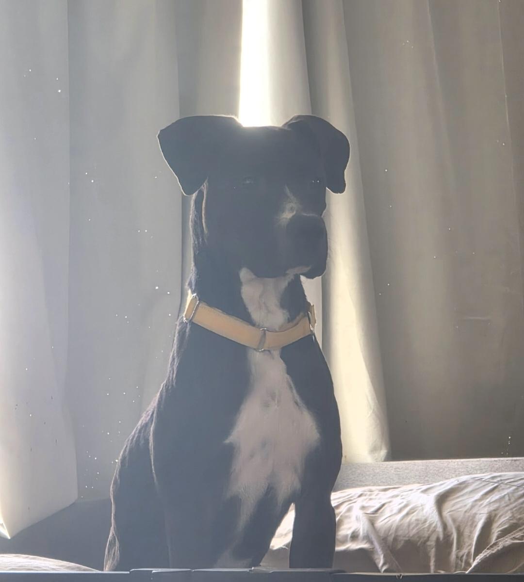 Enlarge Artic, a Adoptable American Staffordshire Terrier in Sandia Park, NM image 1/1