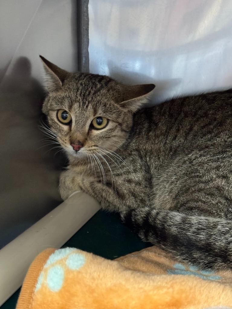 Panini, Adoptable, Young Female Domestic Short Hair.