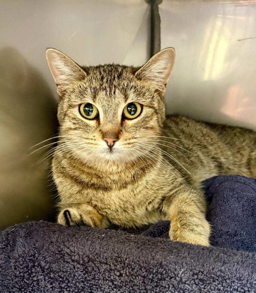 Panini, a Adoptable mixed breed in Gillette, WY image 2/3