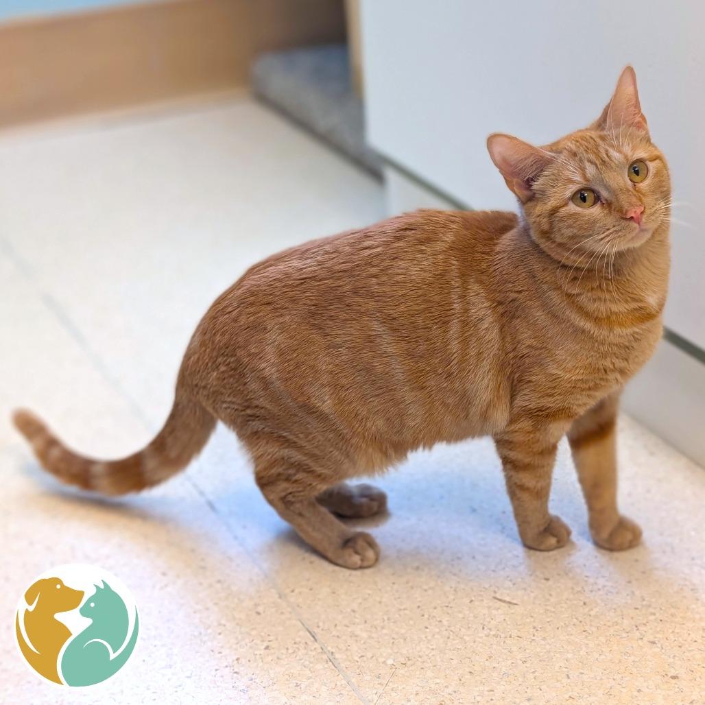 Enlarge Maggie, a Adoptable Domestic Short Hair in Toledo, OH image 1/1