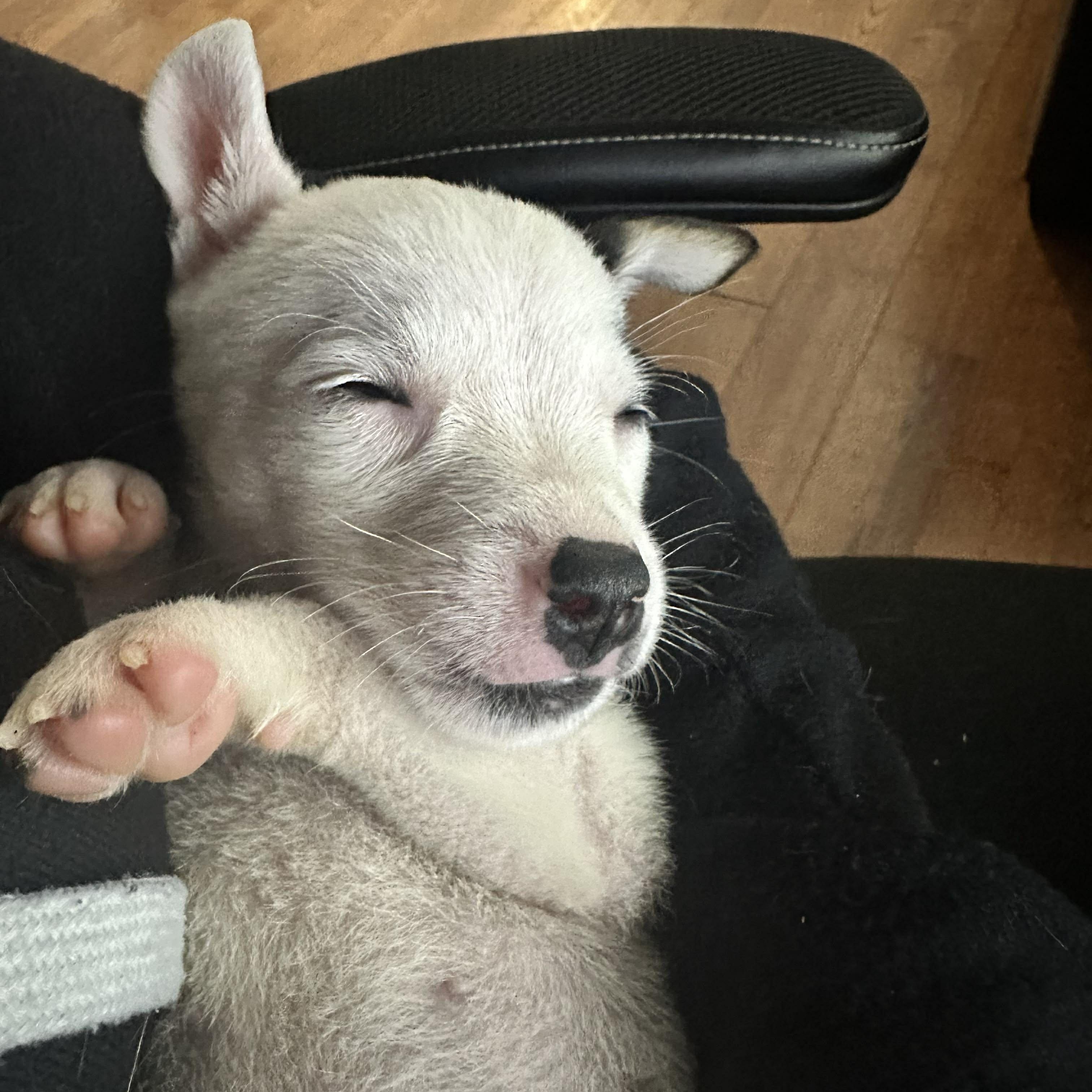 Enlarge Twinkle, a Adoptable mixed breed in North Chili, NY image 4/6