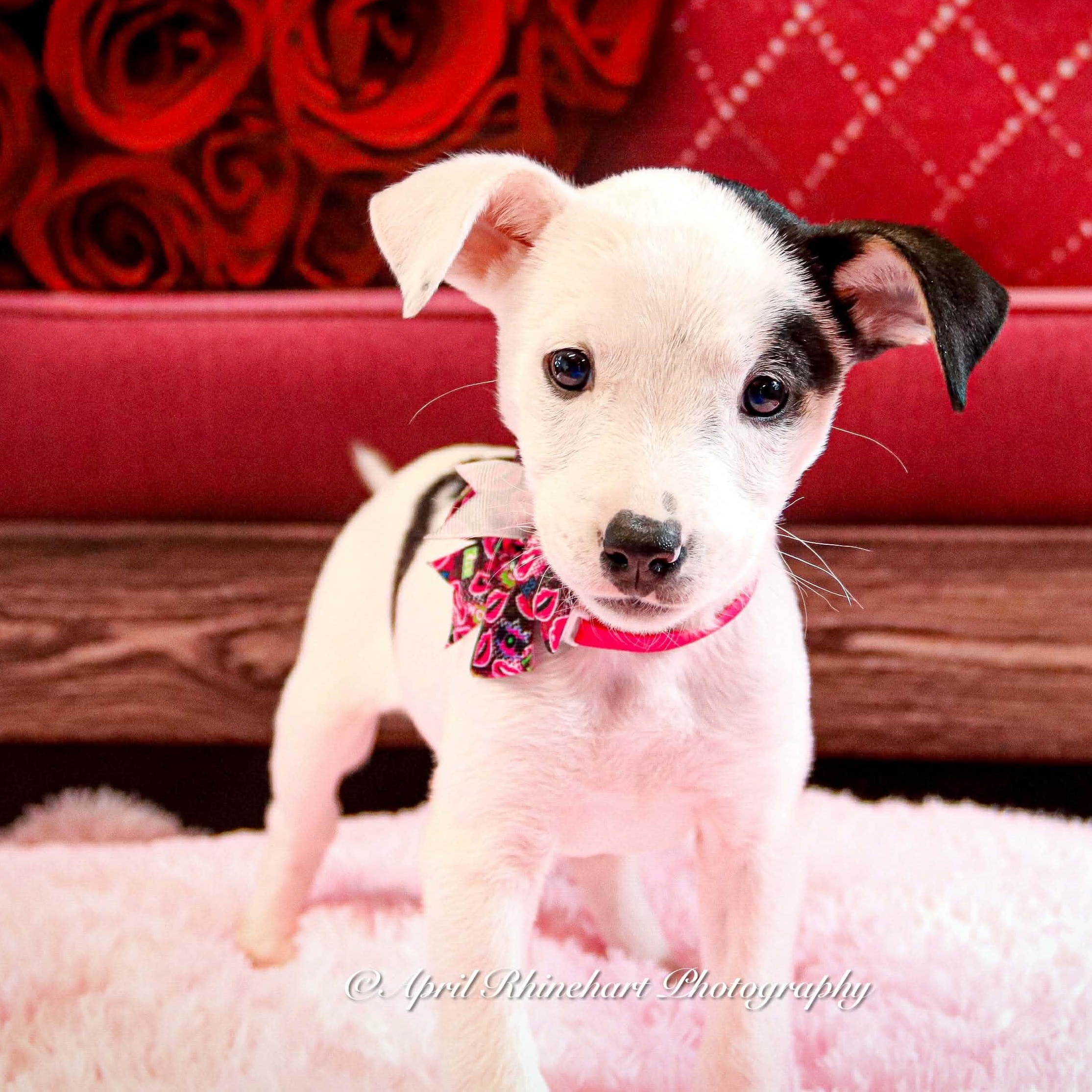 Twinkle, Adoptable, Young Female Mixed Breed & Beagle.