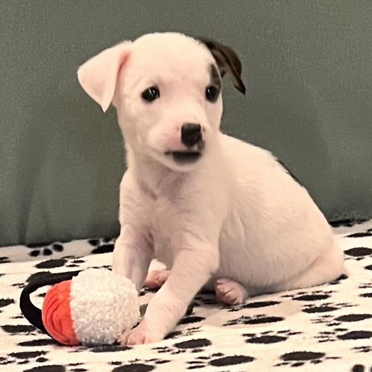 Enlarge Twinkle, a Adoptable mixed breed in North Chili, NY image 2/6