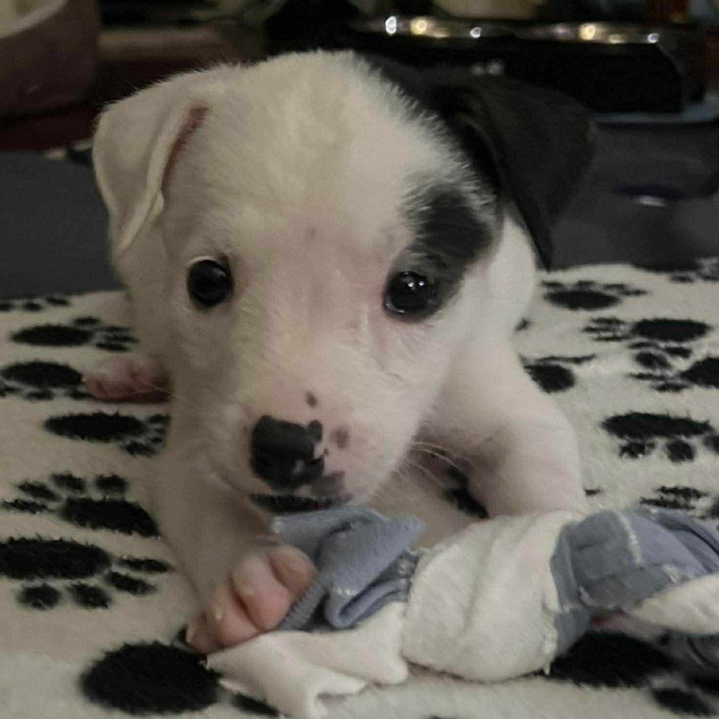 Enlarge Twinkle, a Adoptable mixed breed in North Chili, NY image 3/6