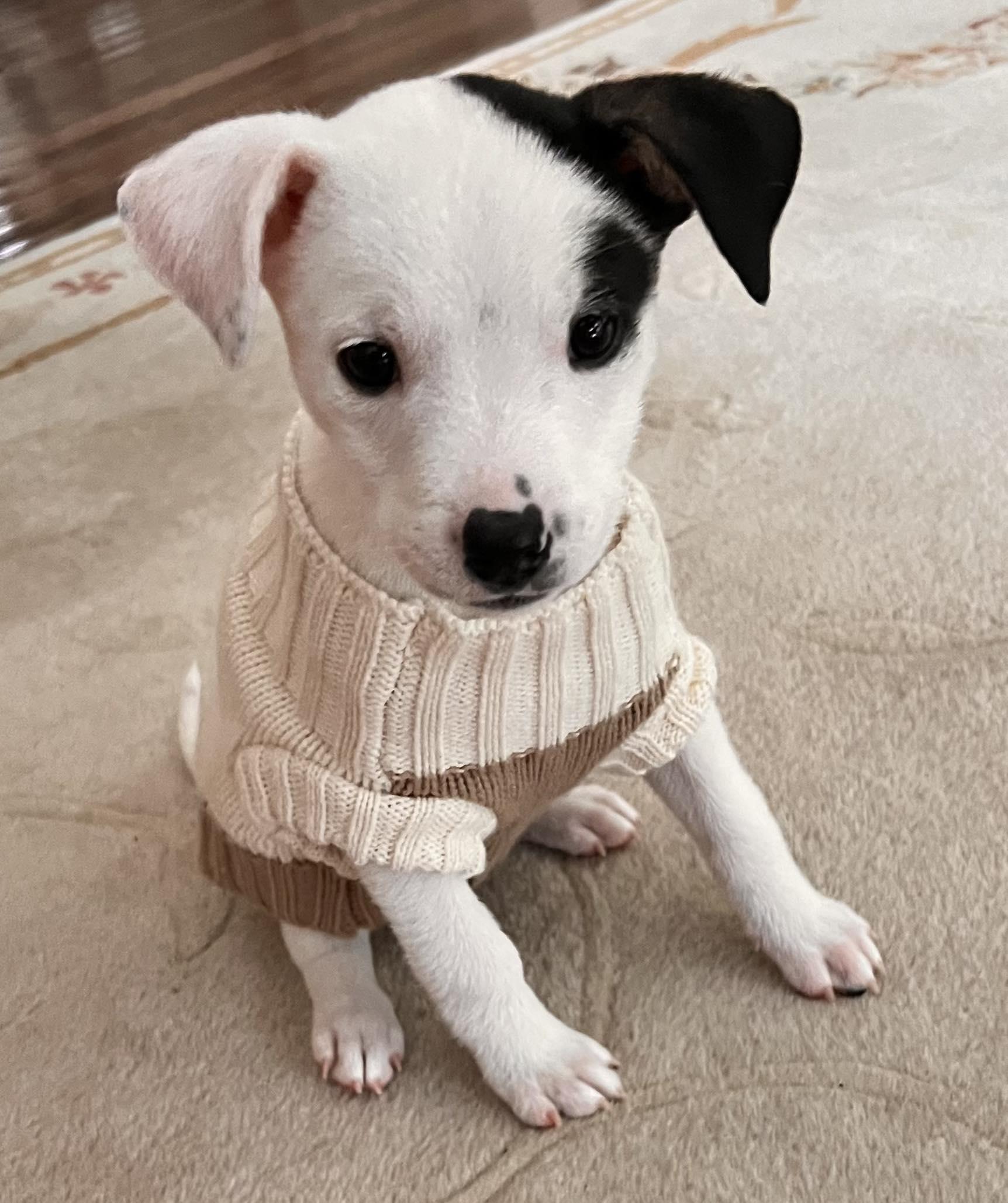 Enlarge Twinkle, a Adoptable mixed breed in North Chili, NY image 1/6