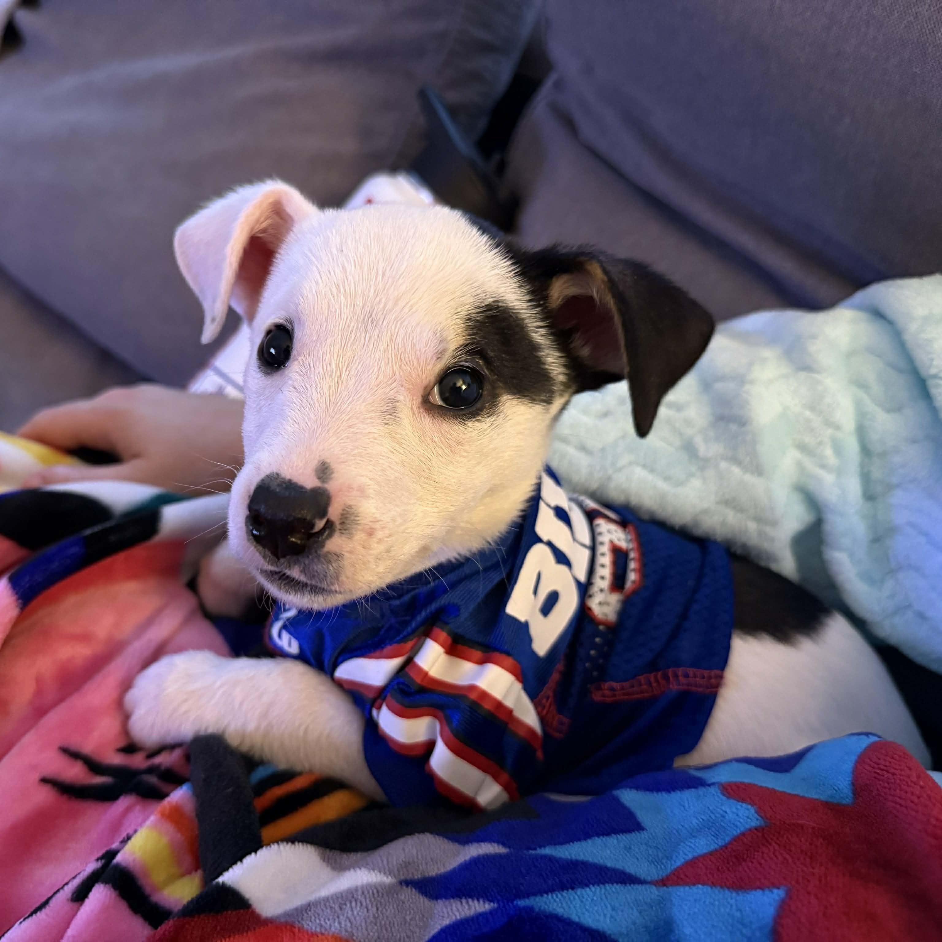 Twinkle, Adoptable, Young Female Mixed Breed & Beagle.