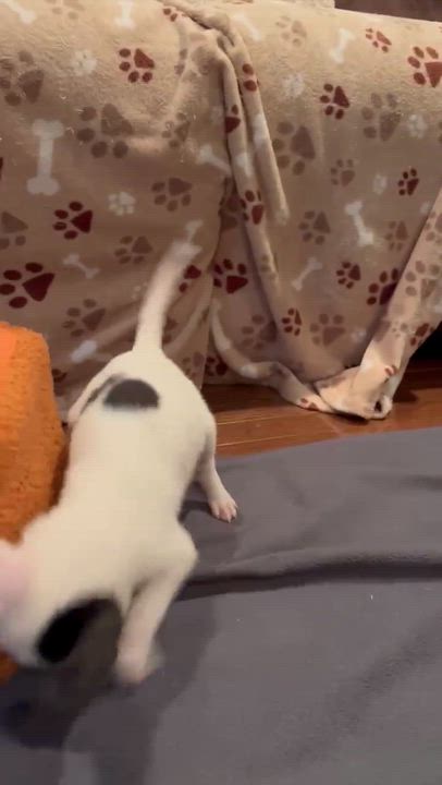 Enlarge Twinkle, a Adoptable mixed breed in North Chili, NY video 5/6