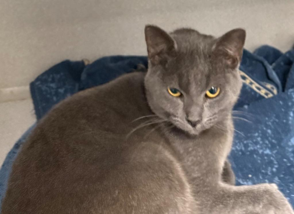 Enlarge Gravy, a Adoptable mixed breed in Greencastle, IN image 1/1