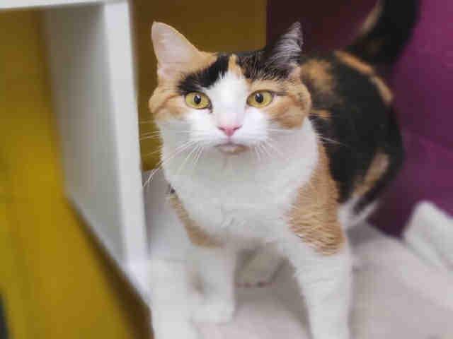 PRIYA, Adoptable, Adult Female Domestic Short Hair.