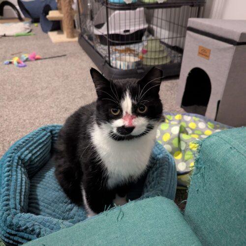 Mr. T, Adoptable, Adult Male Domestic Short Hair.