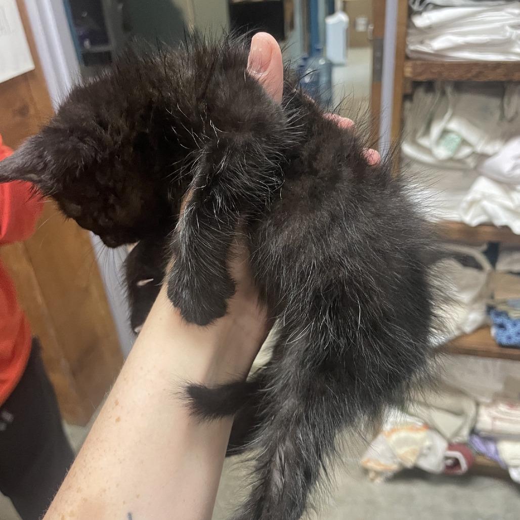 Enlarge Punch, a Adoptable Domestic Long Hair in Branson, MO image 1/2