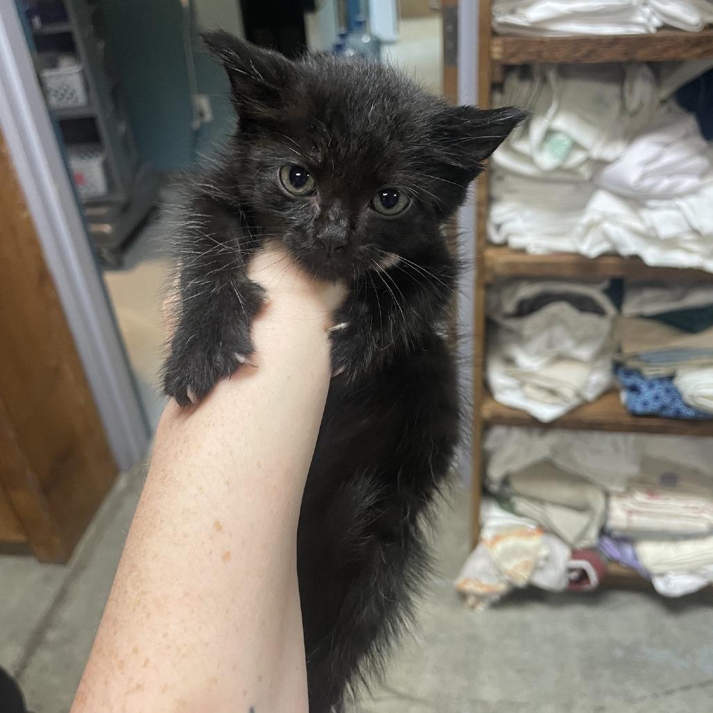 Enlarge Punch, a Adoptable Domestic Long Hair in Branson, MO image 2/2