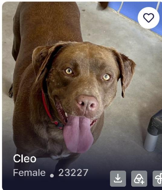 Cleo, Adoptable, Adult Female Labrador Retriever.
