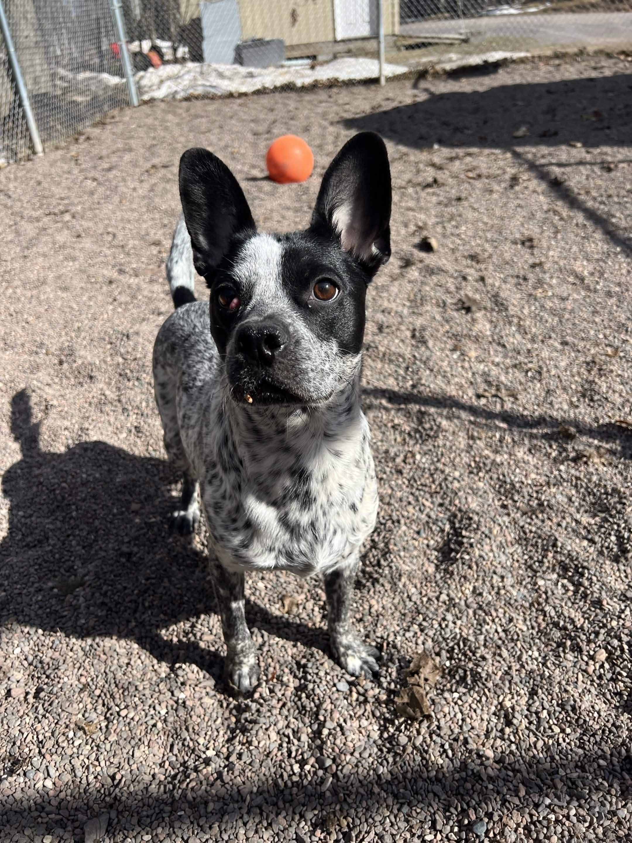 Sabran, ADOPTABLE, Young Female Boston Terrier & Australian Cattle Dog / Blue Heeler.