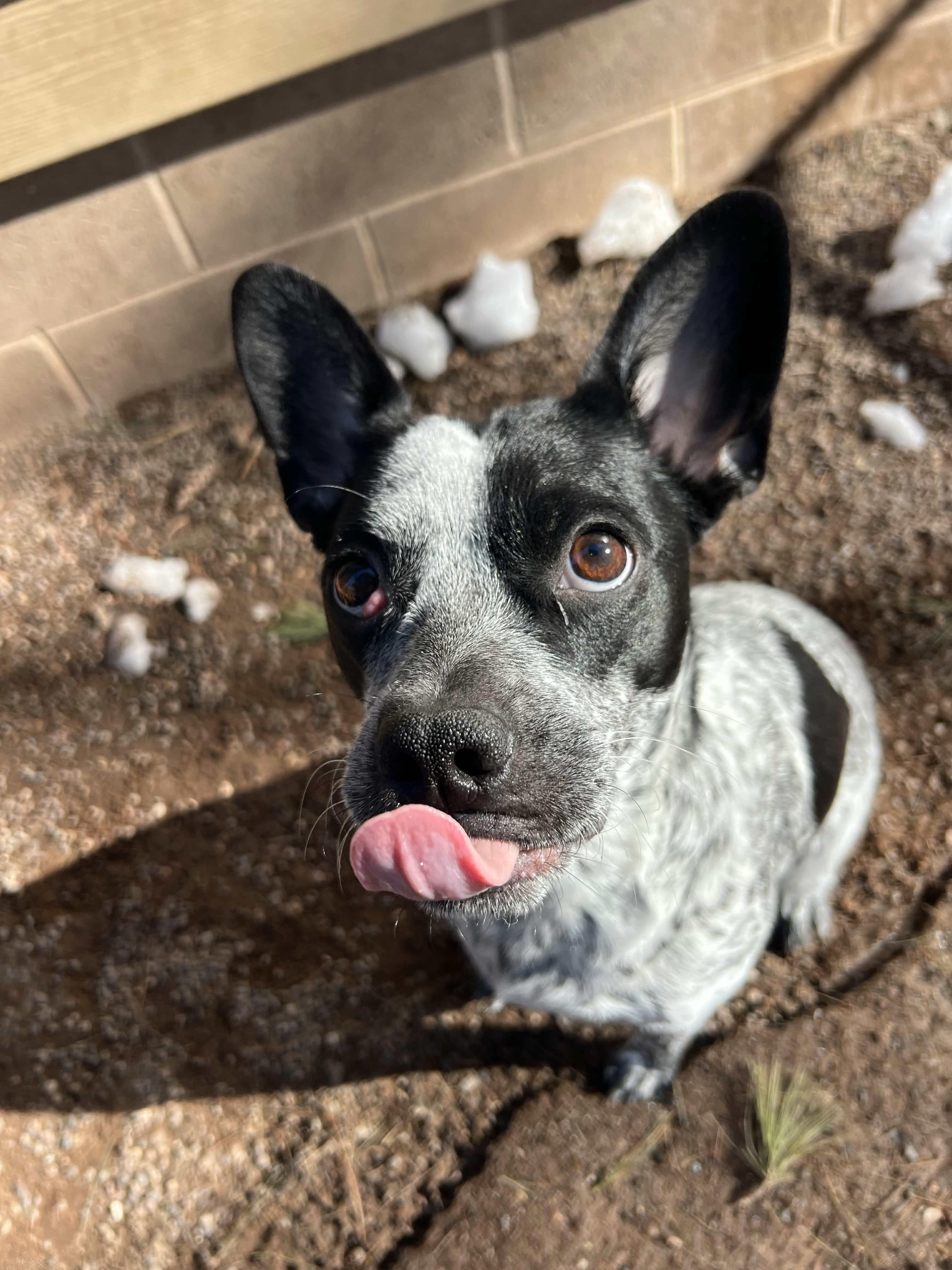 Enlarge Sabran, a ADOPTABLE mixed breed in Houghton, MI image 2/3
