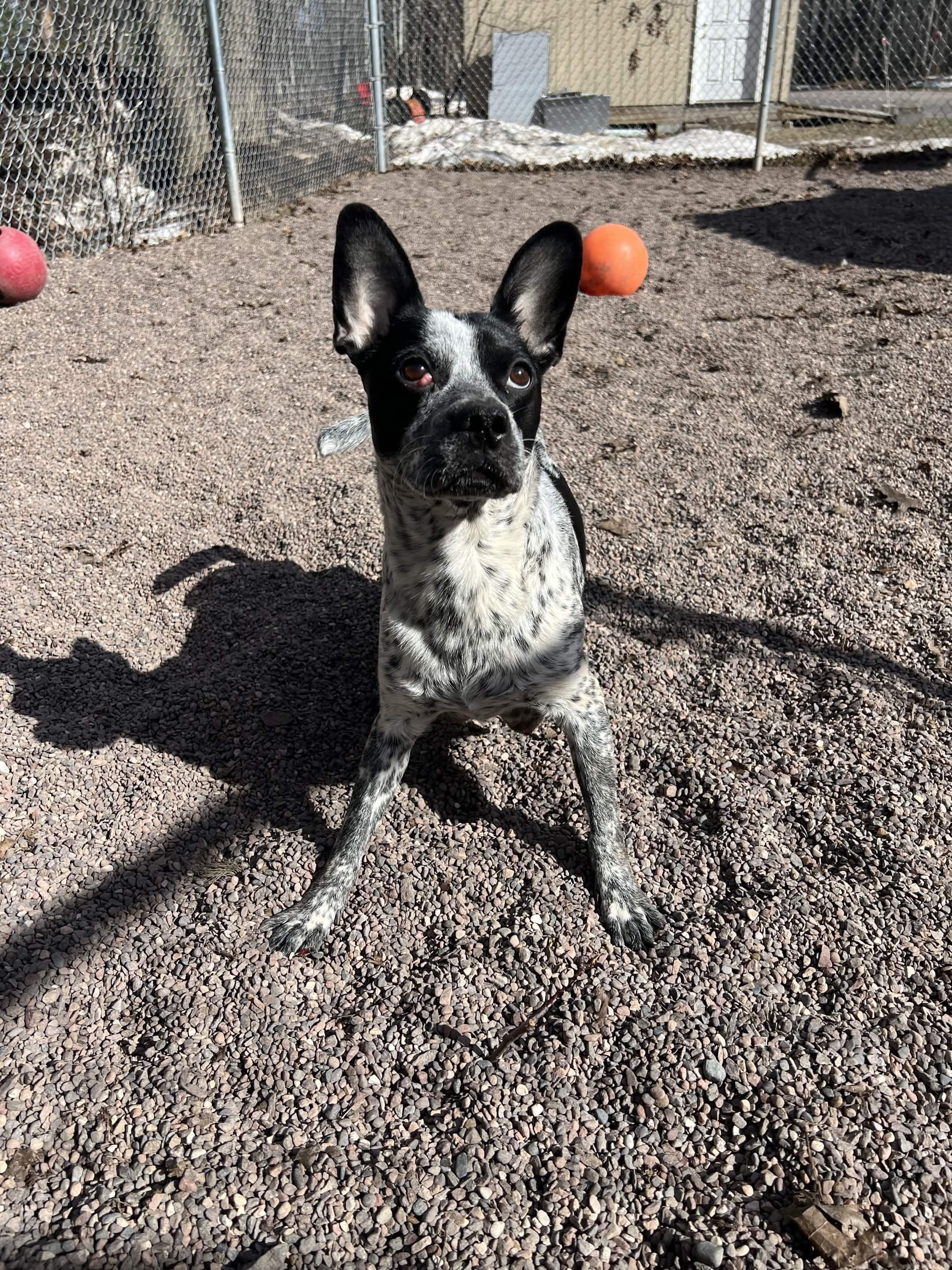 Enlarge Sabran, a ADOPTABLE mixed breed in Houghton, MI image 3/3