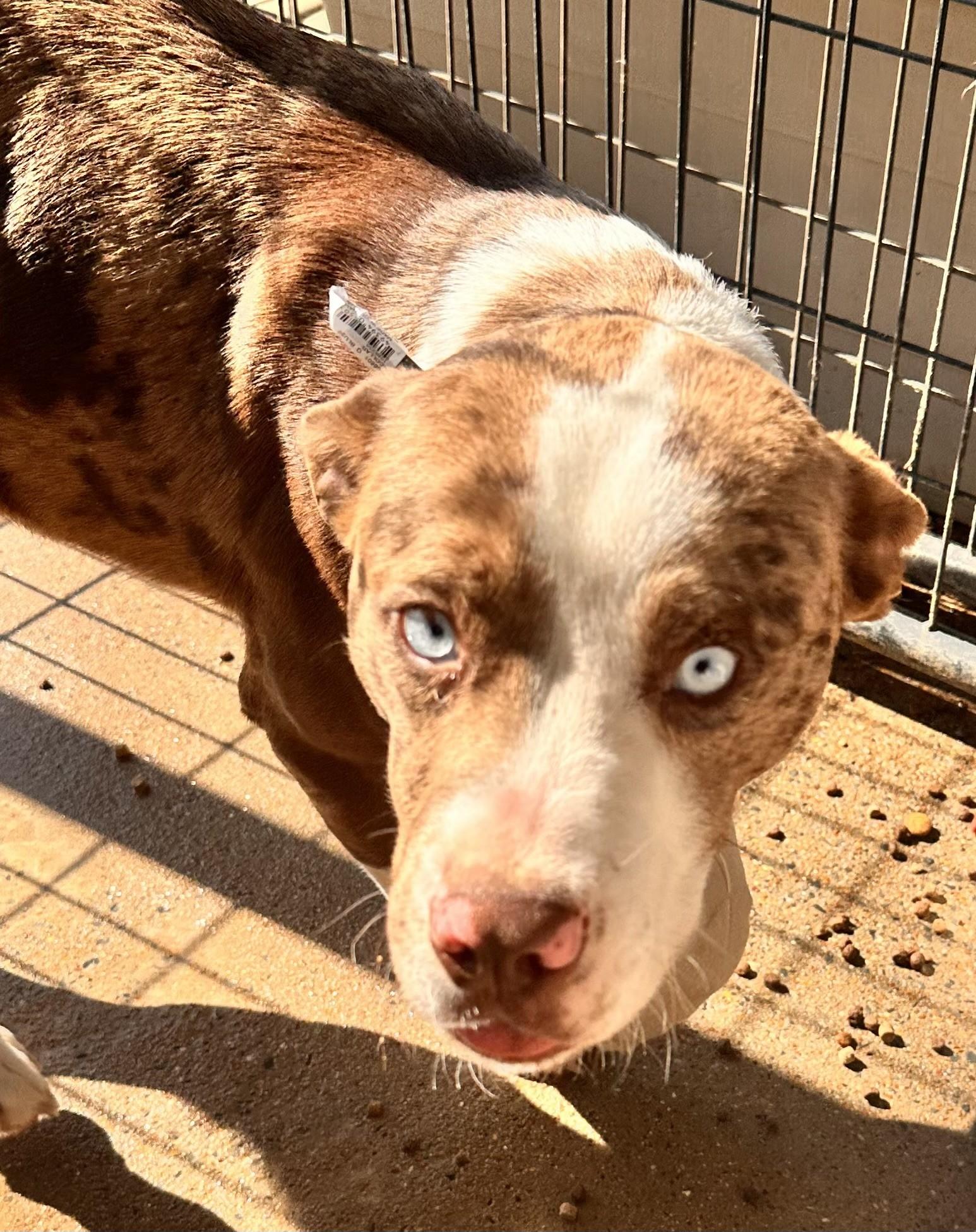 Enlarge CHIP, a Adopted Pit Bull Terrier in Paris , TN image 1/1