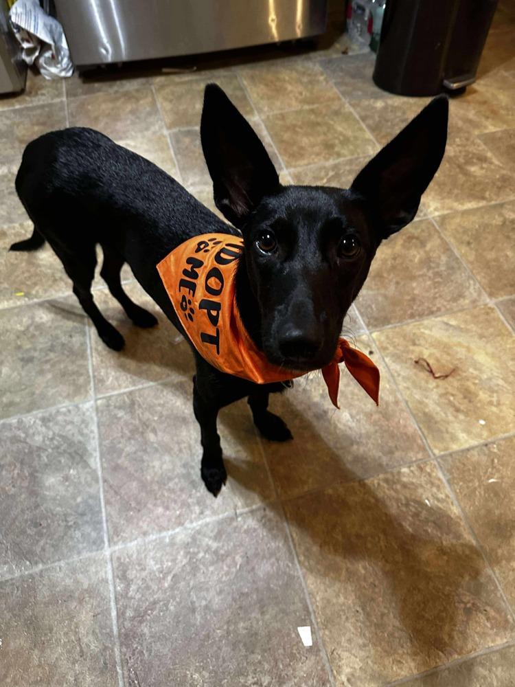 Pinky, Adoptable, Puppy Female Retriever.