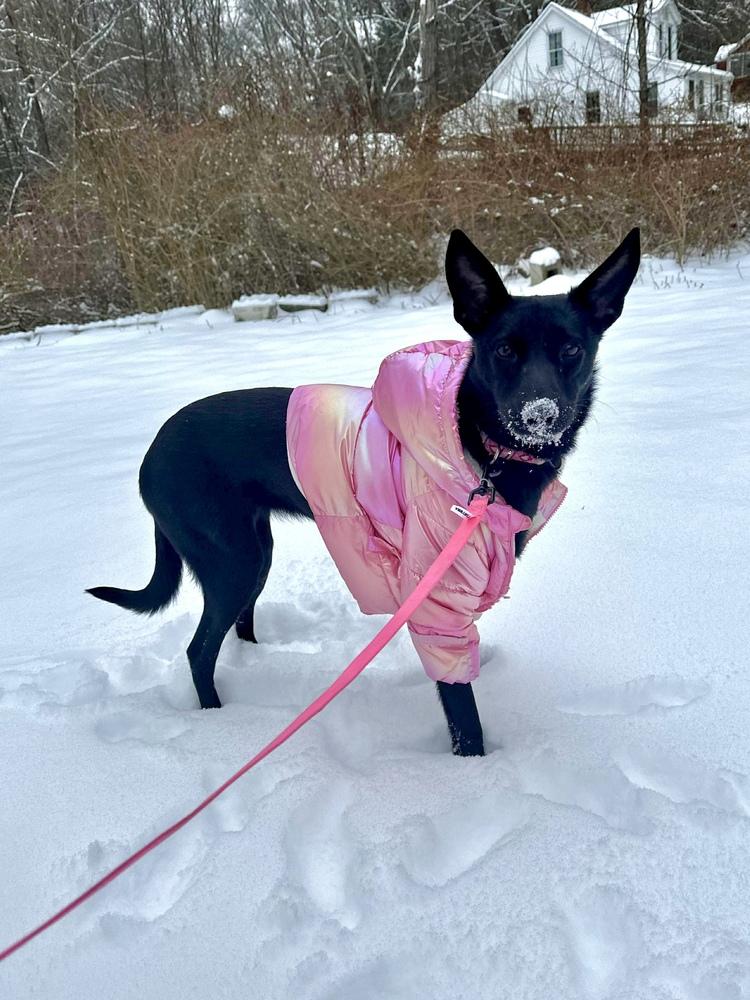 Enlarge Pinky, a Adoptable mixed breed in Valley Stream, NY image 2/6