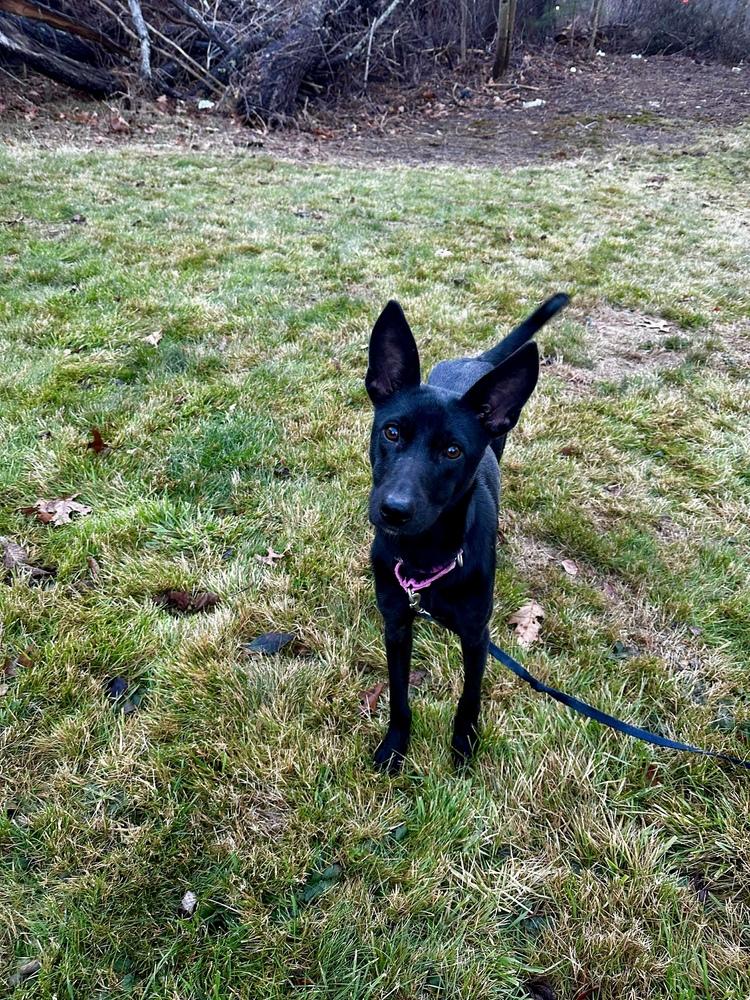 Enlarge Pinky, a Adoptable mixed breed in Valley Stream, NY image 3/6