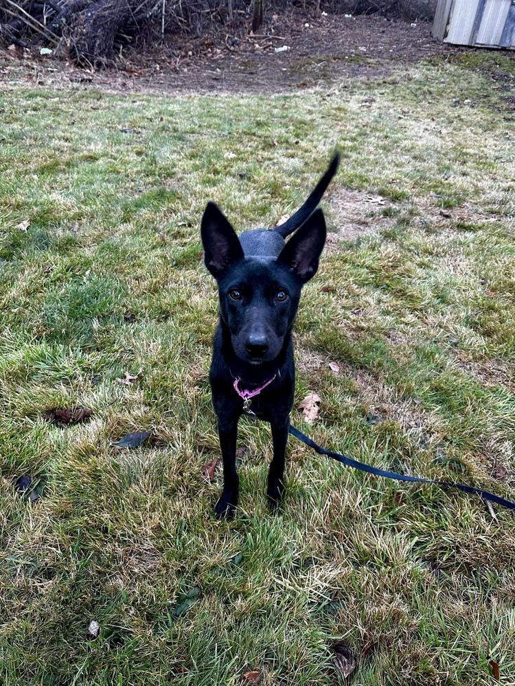 Enlarge Pinky, a Adoptable mixed breed in Valley Stream, NY image 5/6