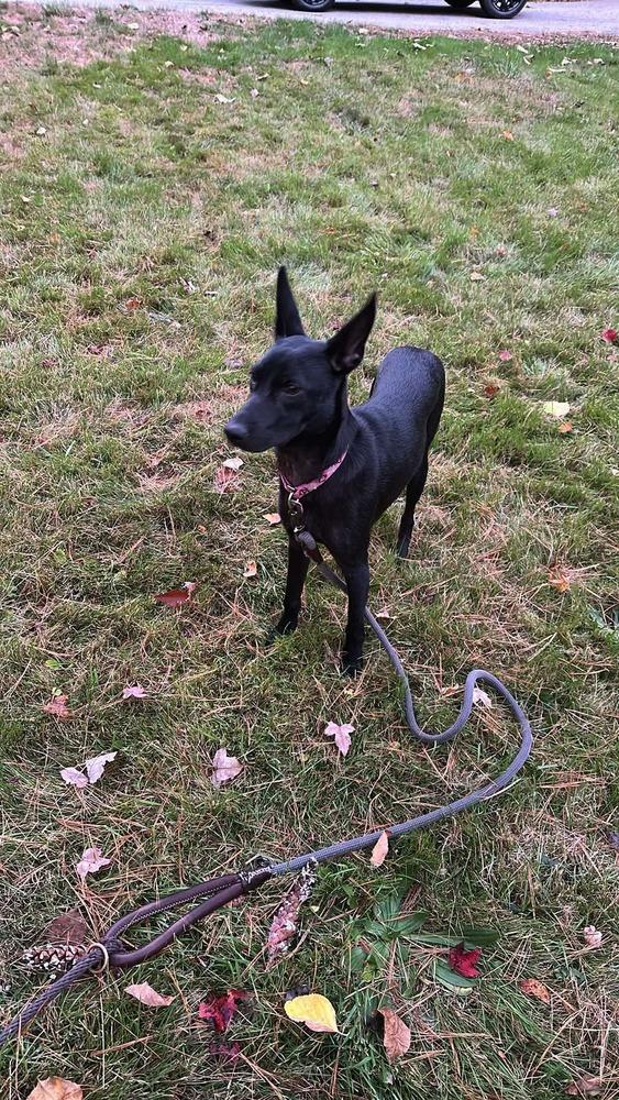Enlarge Pinky, a Adoptable mixed breed in Valley Stream, NY image 6/6