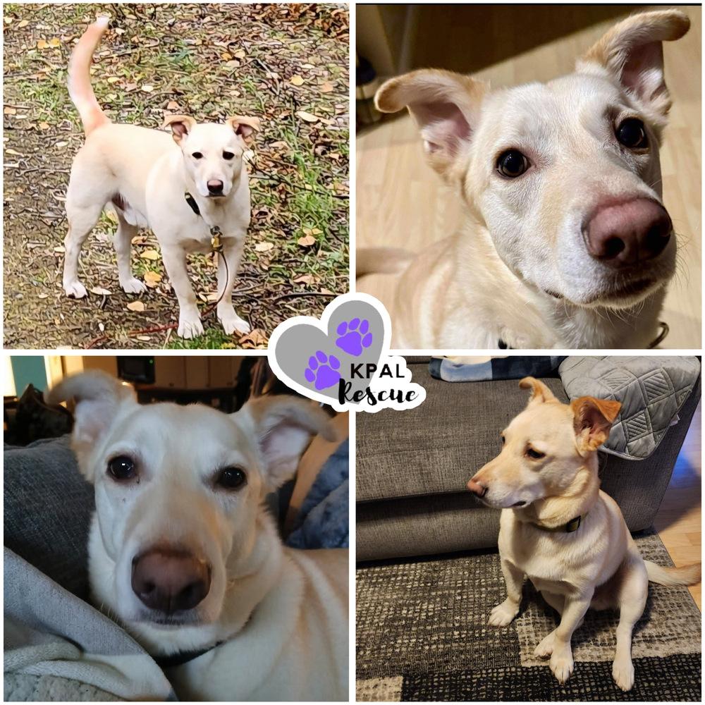 Frankie, Adoptable, Adult Male Mixed Breed & Mixed Breed.