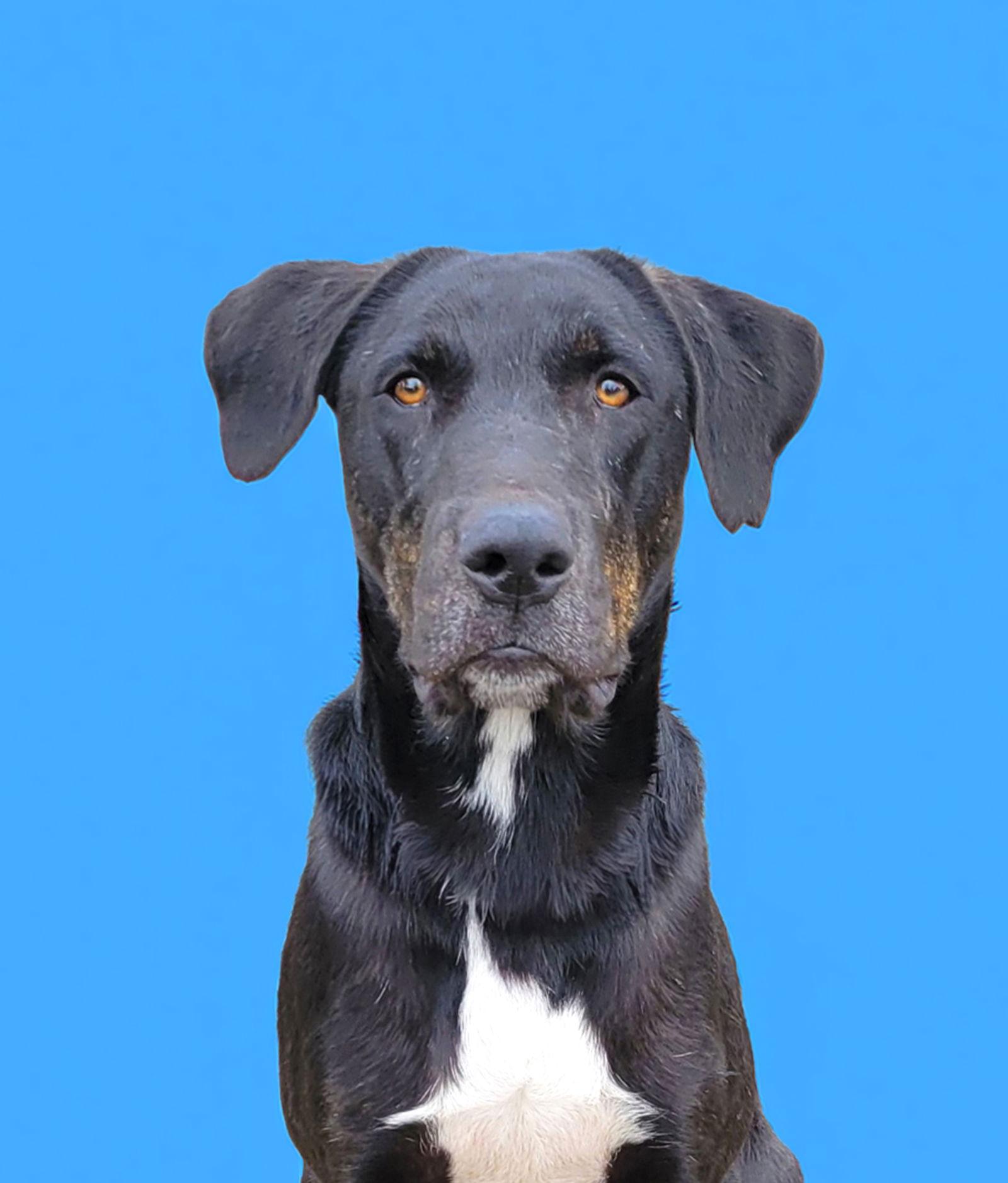 Otis, Adoptable, Young Male Labrador Retriever.