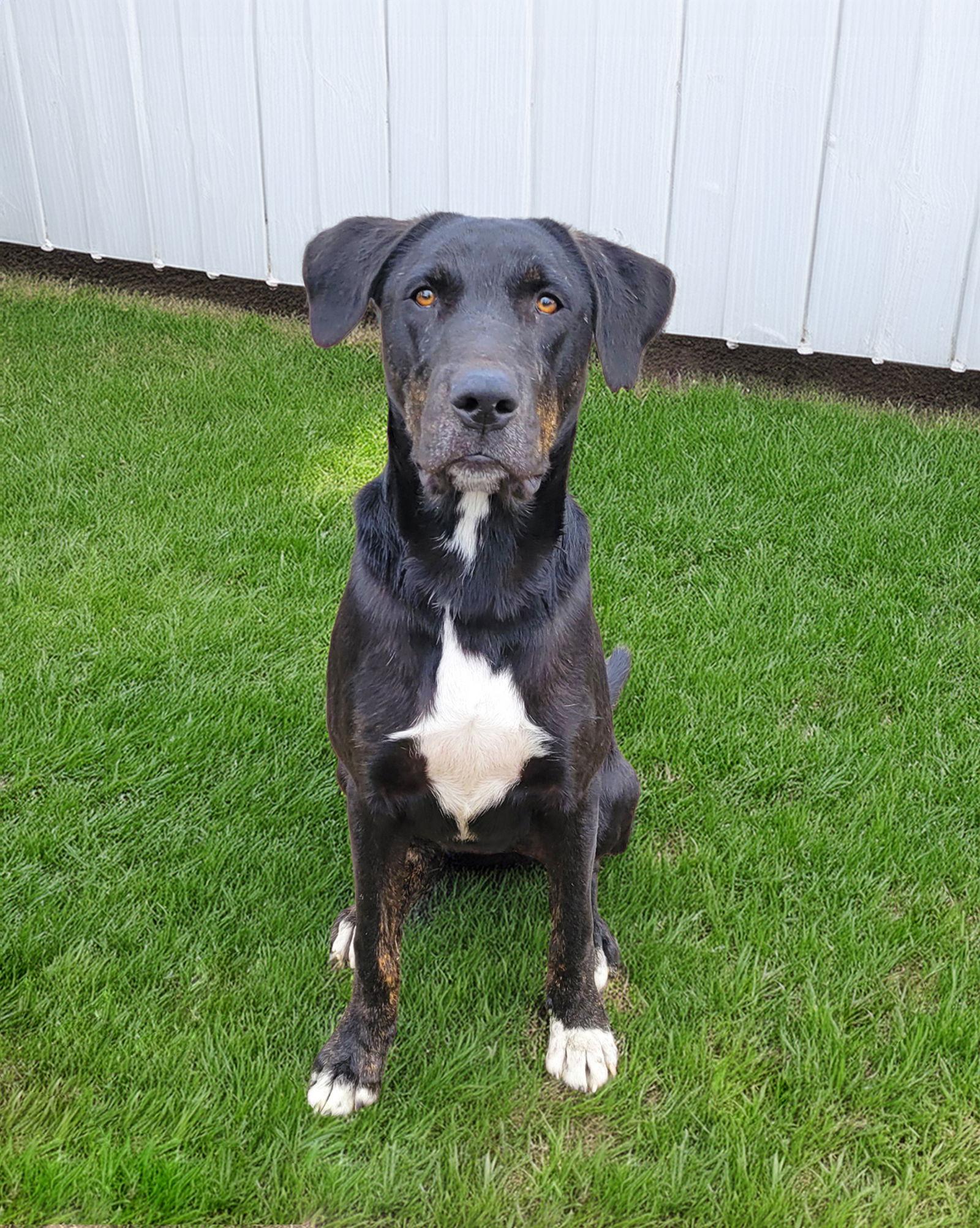 Enlarge Otis, a Adoptable Labrador Retriever in Coatesville, PA image 1/2