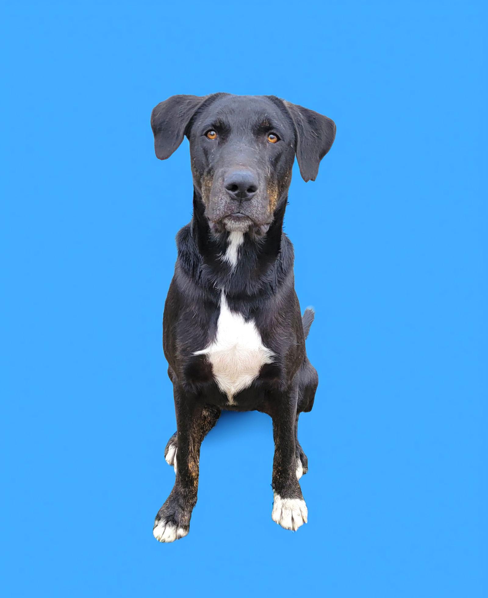 Enlarge Otis, a Adoptable Labrador Retriever in Coatesville, PA image 2/2