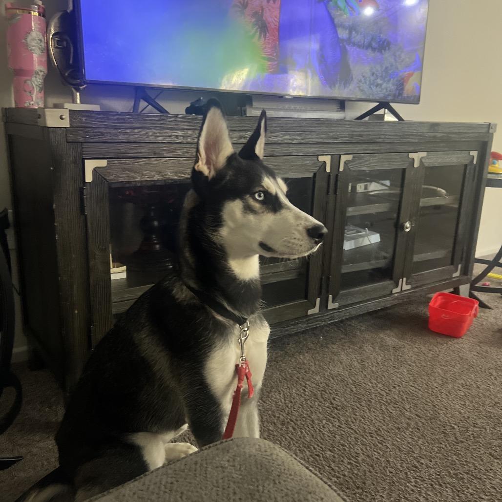 Skye, Adoptable, Young Female Siberian Husky.