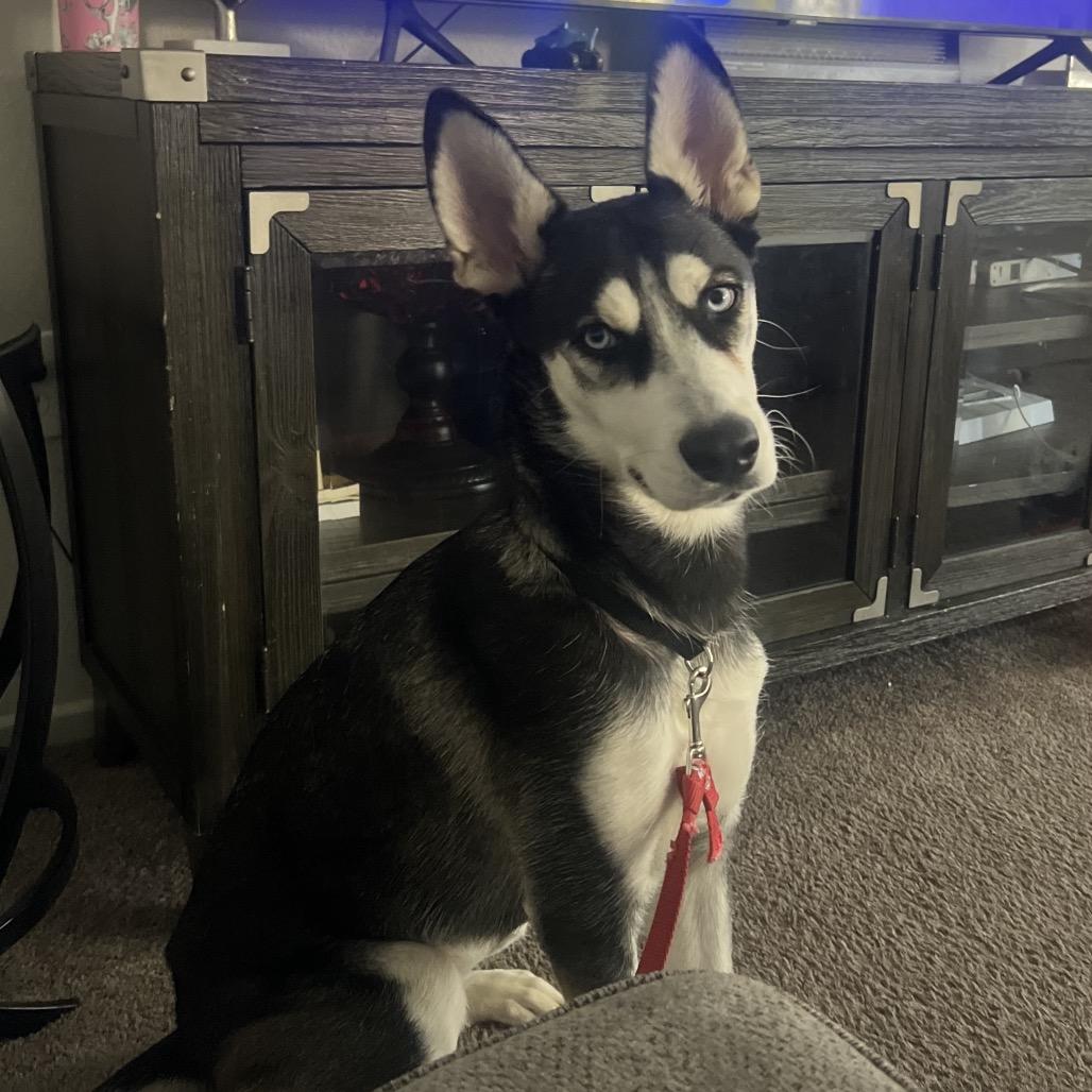 Enlarge Skye, a Adoptable Siberian Husky in Las Vegas, NV image 2/5