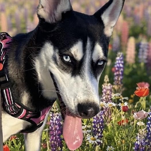 Enlarge Skye, a Adoptable Siberian Husky in Las Vegas, NV image 5/5