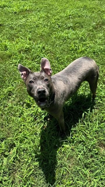 Enlarge Tiara, an adopted mixed breed in Alexandria, VA image 1/6