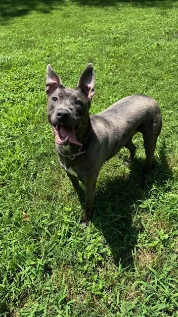 Enlarge Tiara, an adopted mixed breed in Alexandria, VA image 2/6