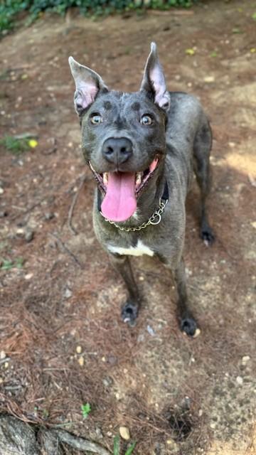 Tiara, adopted, Adult Female Terrier.