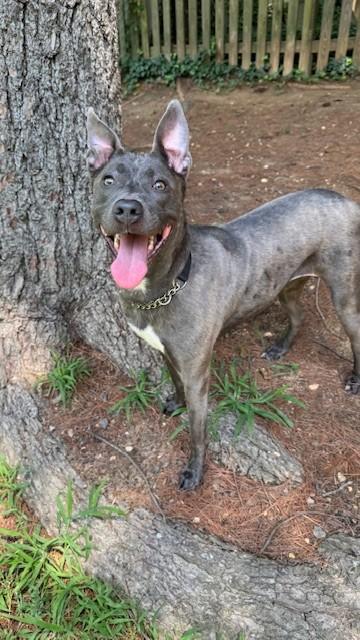 Enlarge Tiara, an adopted mixed breed in Alexandria, VA image 4/6