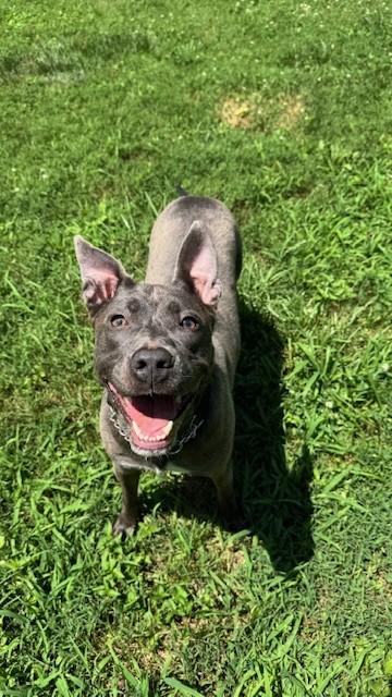 Enlarge Tiara, an adopted mixed breed in Alexandria, VA image 5/6