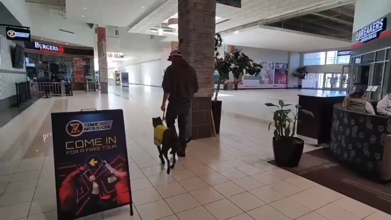 Enlarge Tiara, an adopted mixed breed in Alexandria, VA video 6/6