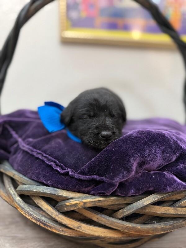 Roscoe Sweet Paws — thumbnail 5