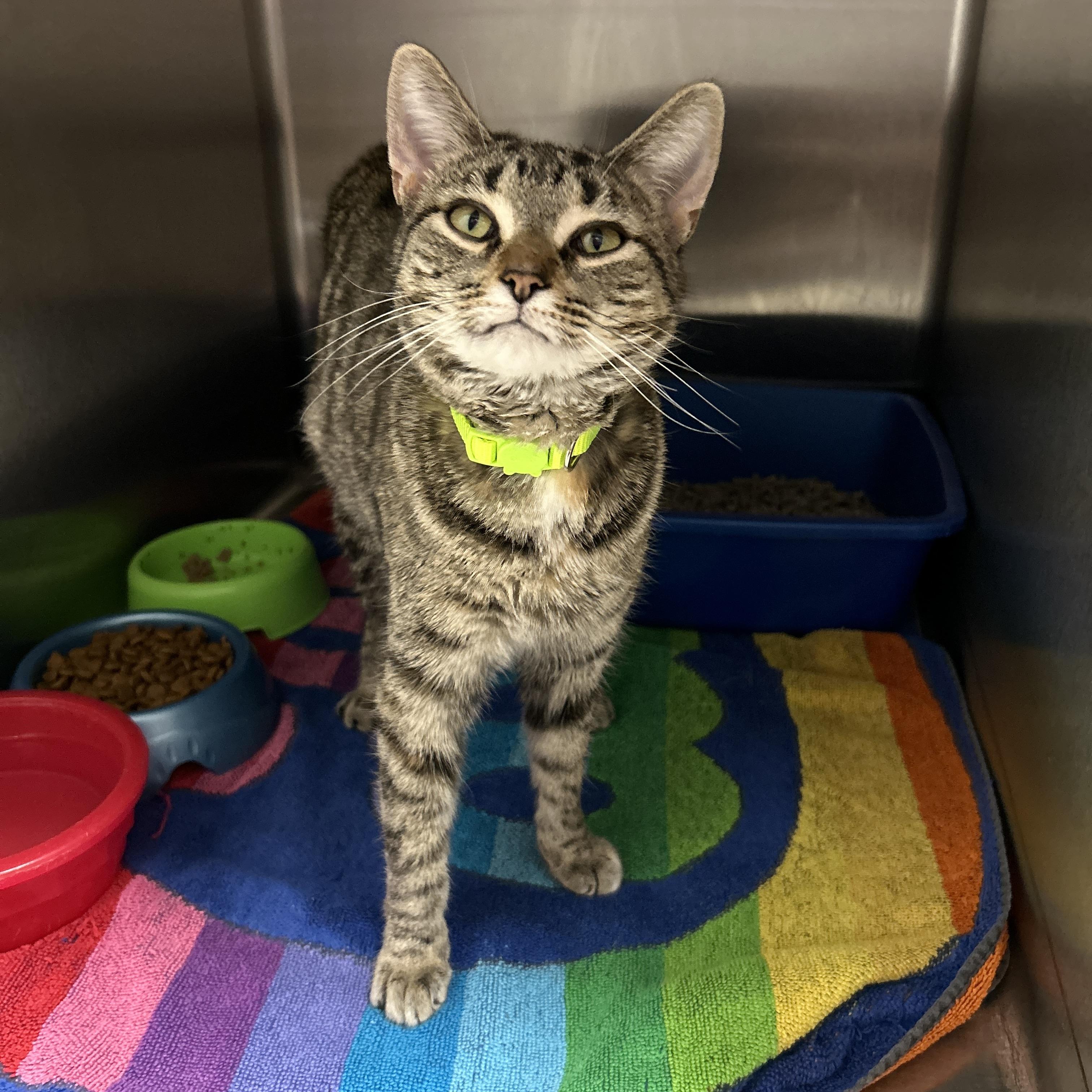 Duchess, an adopted Torbie in La Grange Park, IL image 1/4