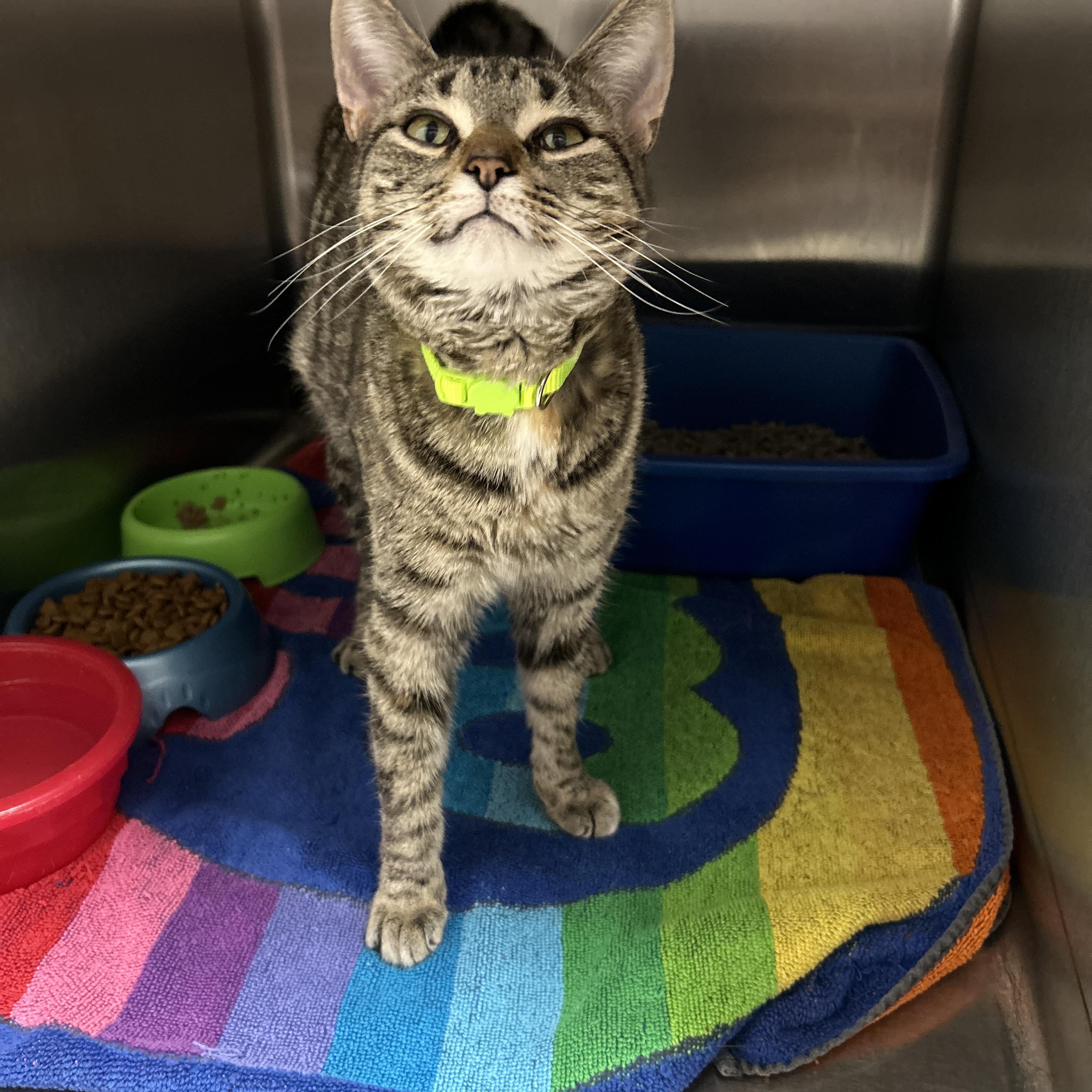 Duchess, an adopted Torbie in La Grange Park, IL image 2/4
