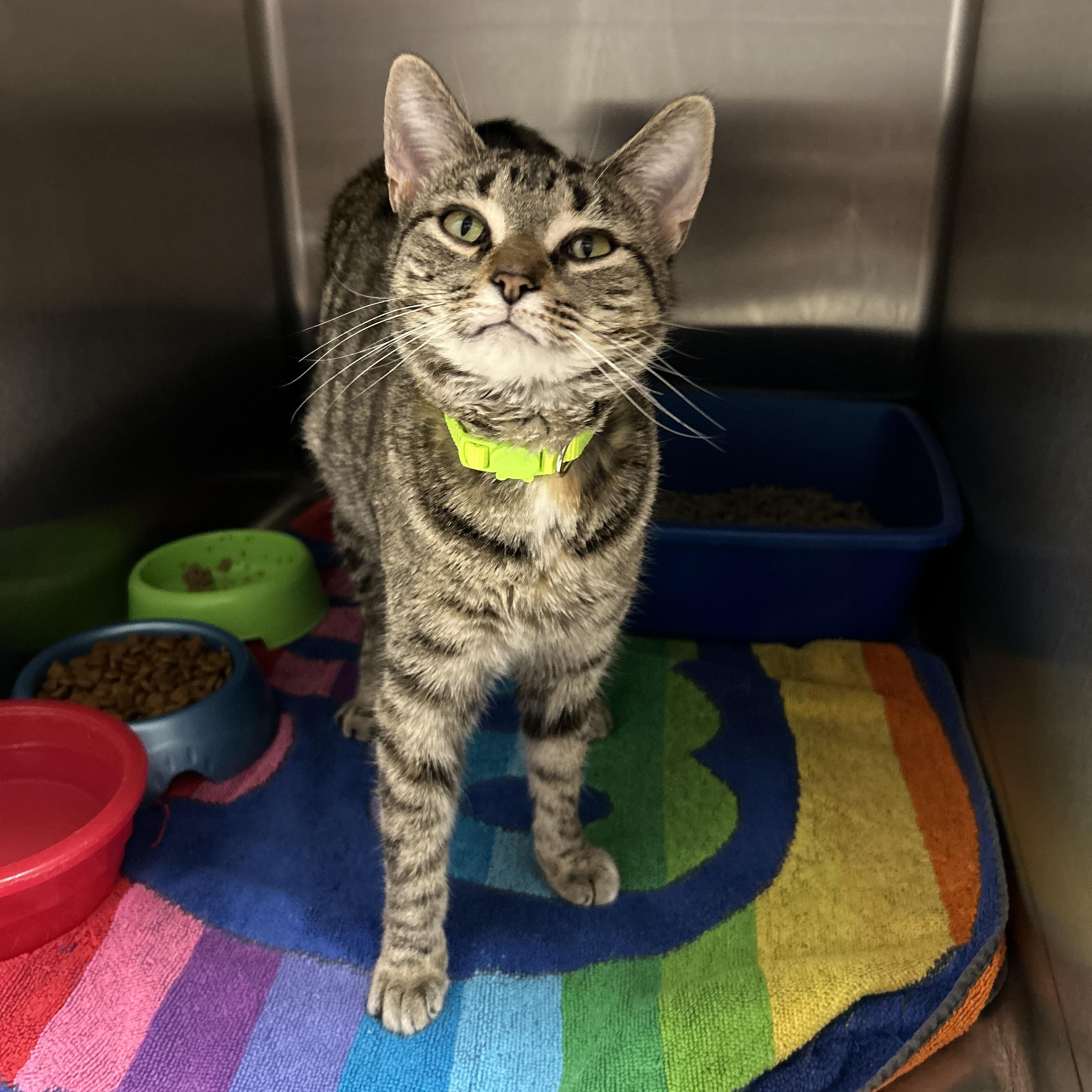 Duchess, an adopted Torbie in La Grange Park, IL image 3/4