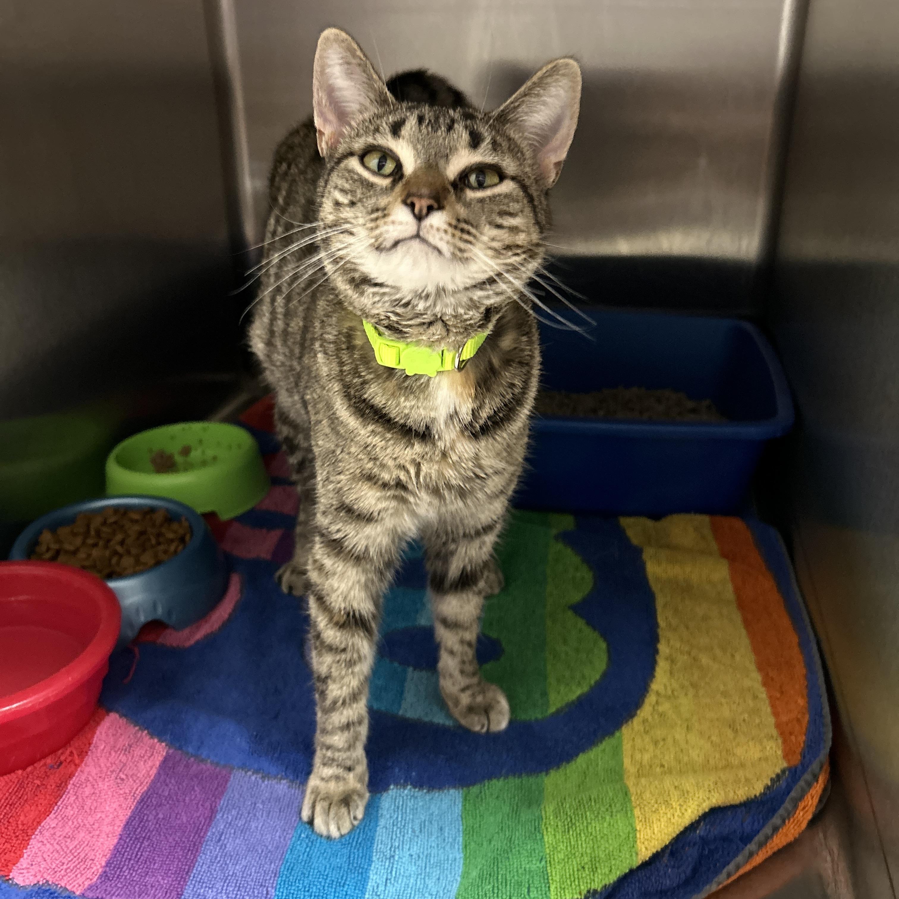 Duchess, an adopted Torbie in La Grange Park, IL image 4/4