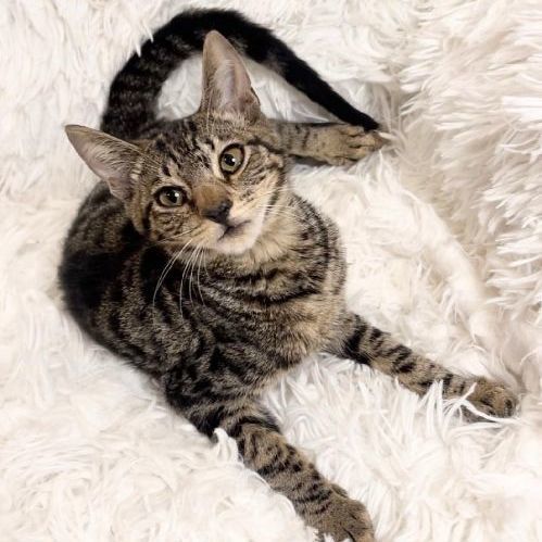 Enlarge Madoc, a Adopted Domestic Short Hair in Boston, MA image 1/6