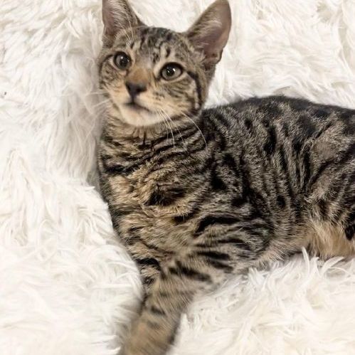 Enlarge Madoc, a Adopted Domestic Short Hair in Boston, MA image 2/6