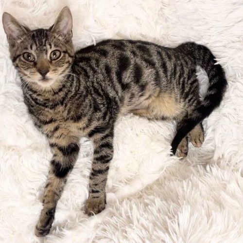 Enlarge Madoc, a Adopted Domestic Short Hair in Boston, MA image 3/6